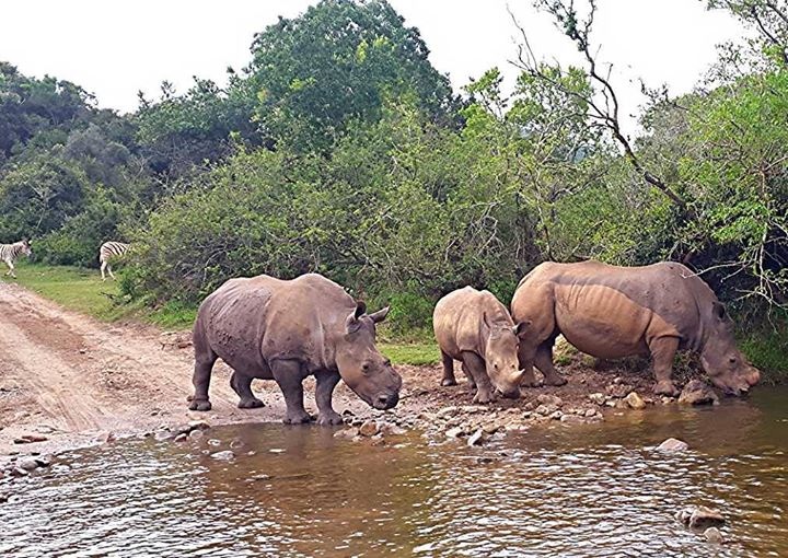 Kariega Rhino Tayla Jane Mc Curdy October2014