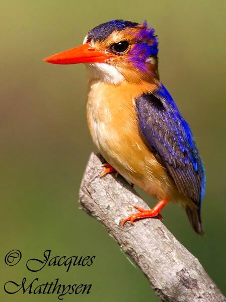 Kariega Jacques Matthysen Pygmy Kingfisher Feb14