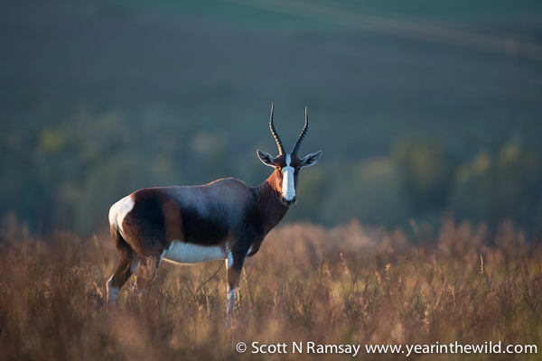 Bontebok Np Copyright Scott Ramsay Www.Yearinthewild.Com 5