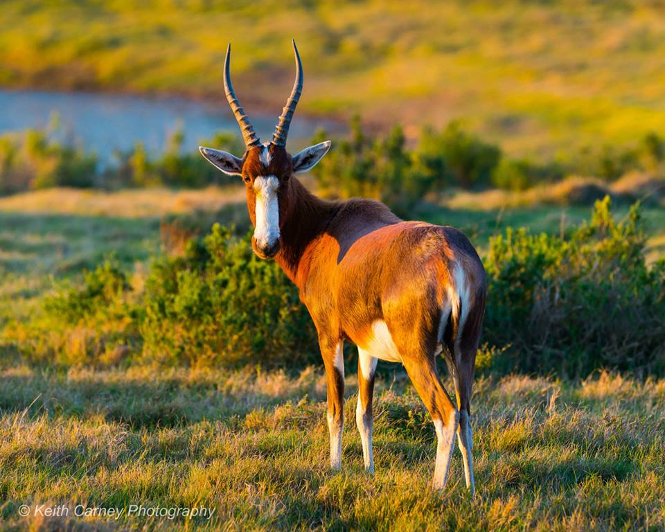 Kariega Blesbok Keith Carney June14