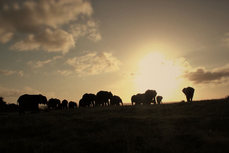 Kariega Elephant Sunset