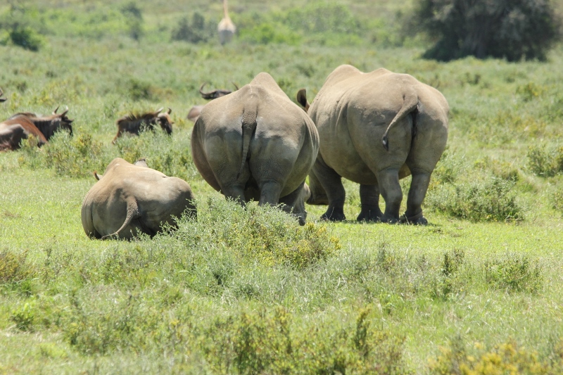 Kariega Rhino Nov2014