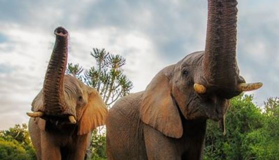 two elephant sniffing kariega game reserve eastern cape B Jennings.jpg
