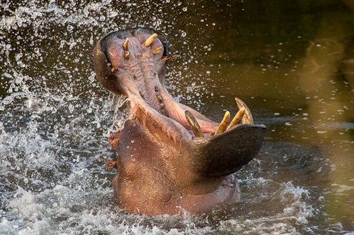 hippo eastern cape kariega game reserve brendon jennings.jpg