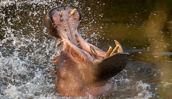 hippo eastern cape kariega game reserve brendon jennings.jpg