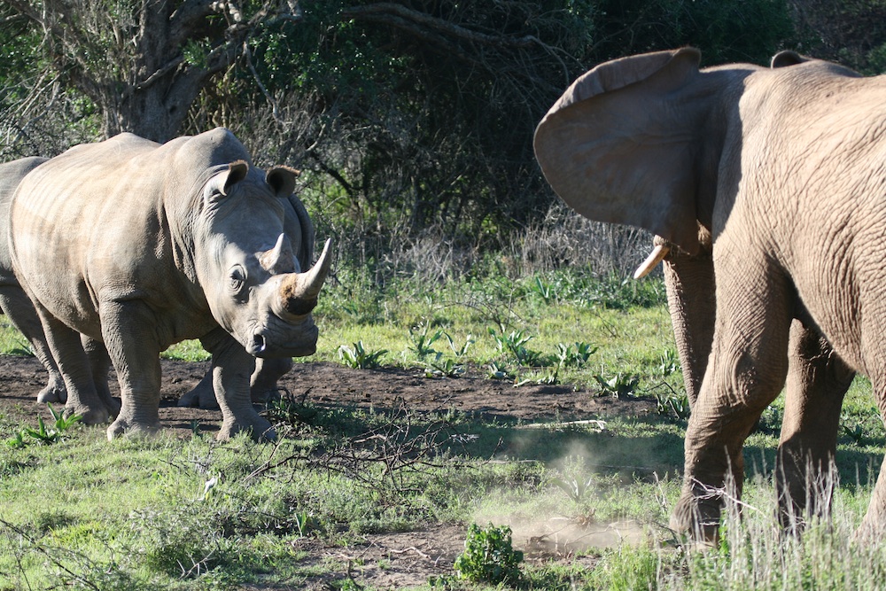 Rhino Elephant Kariega Best South African Malaria-Free Safari