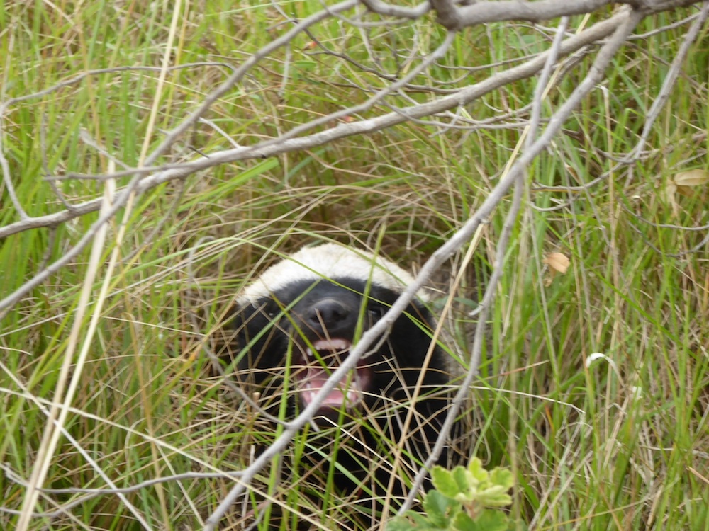 Kariega Honey Badger Sheila