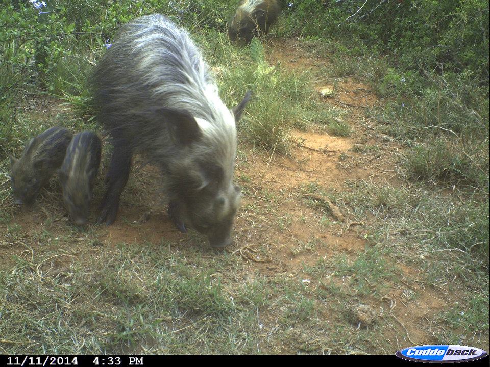 Kariega Bushpig Piglets Nov2014