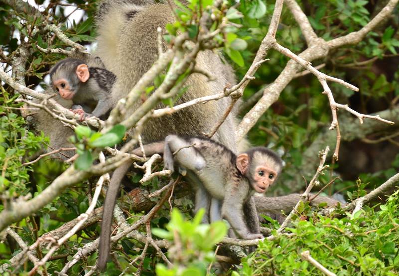 Kariega Vervet Babies1 Nov2014