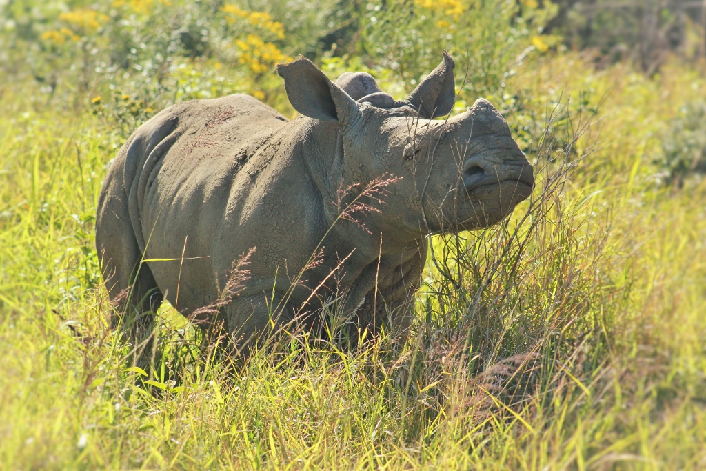 Kariega Baby Rhino Angie Goody