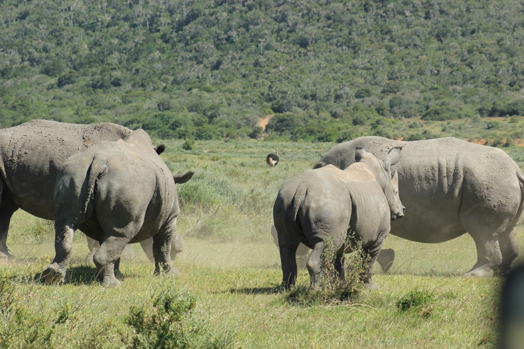 Kariega Rhino1 Angie Goody