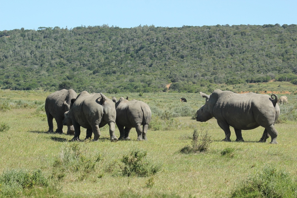 Kariega Rhino Angie Goody