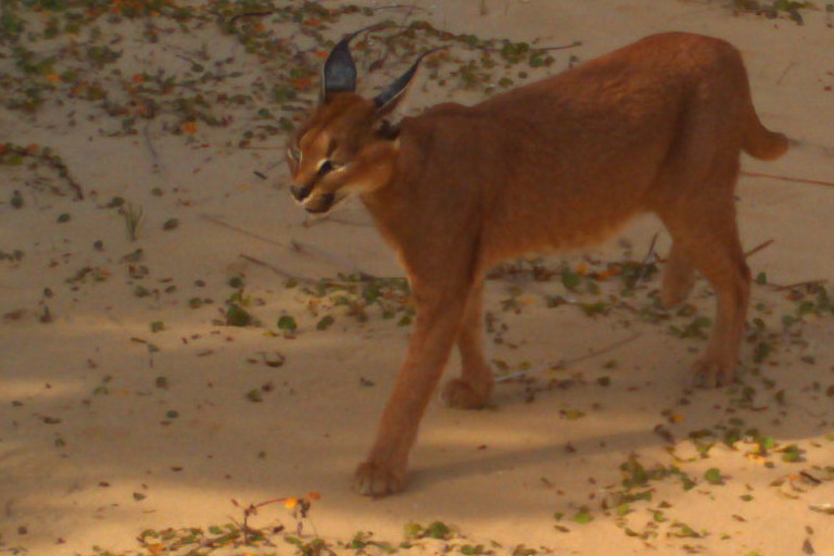 Lynx On The Links