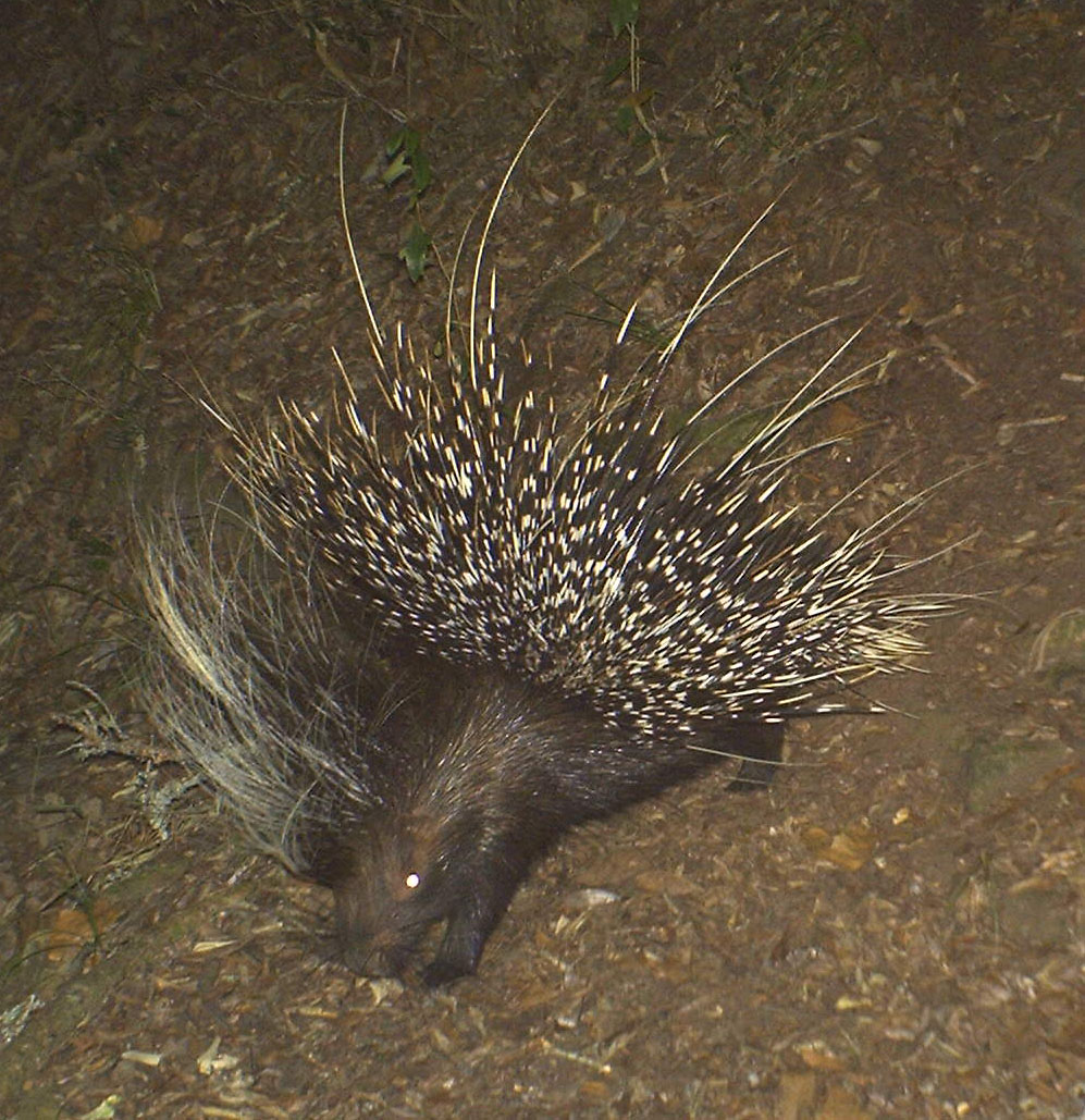 Kariega Porcupine