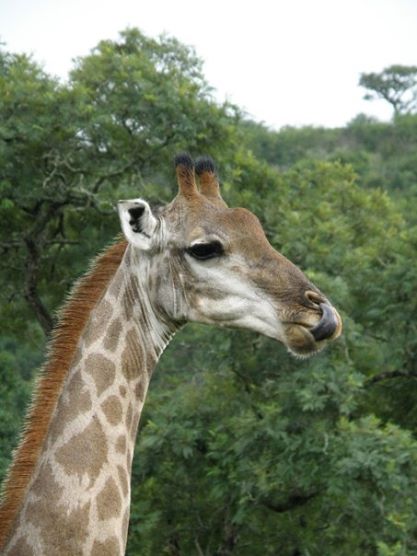 Kariega Giraffe