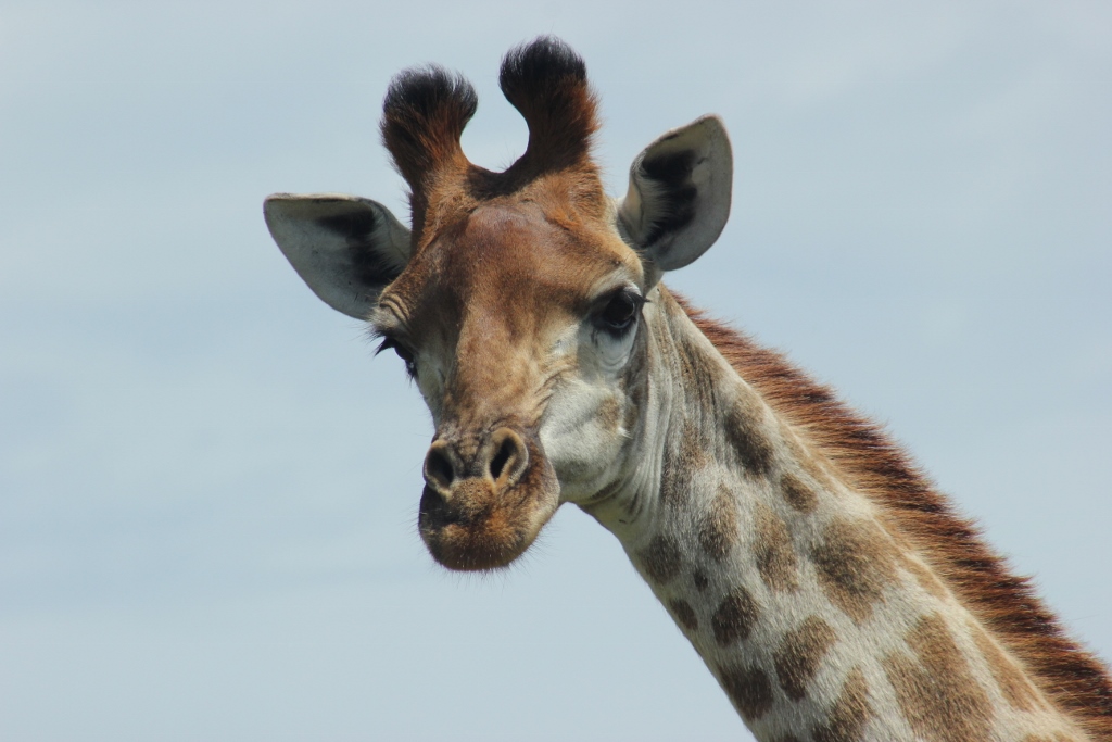 Kariega Giraffe2