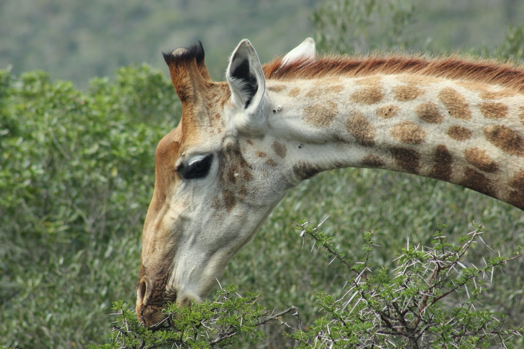 Kariega Giraffe1