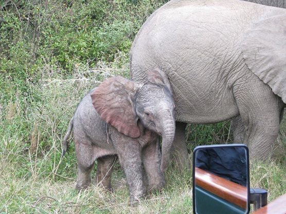 Kariega Elephantcalf Faisal Khan