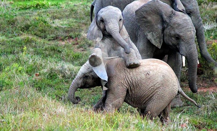 Kariega Elephant calf1 Laura Malpass