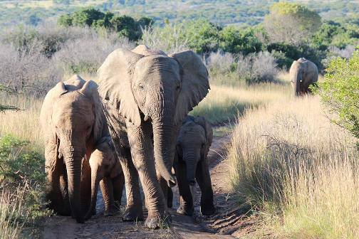 Kariega Elephant calf Sabina Schmidiger