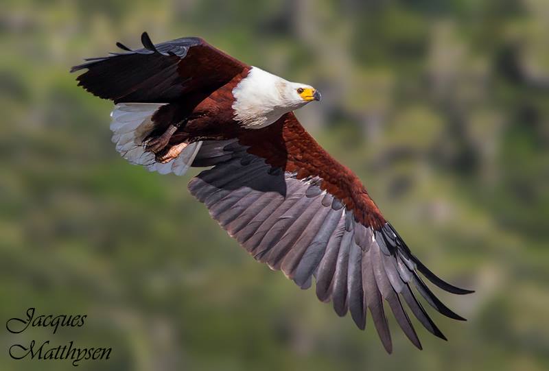 Kariega Jacques Matthysen Fish Eagle April14