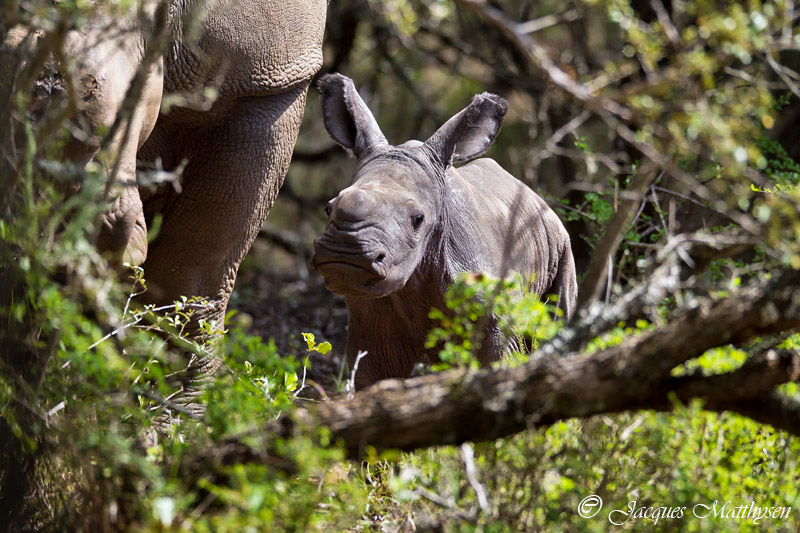 Kariega Thandiscalf1 Jacque Matthysen Jan15