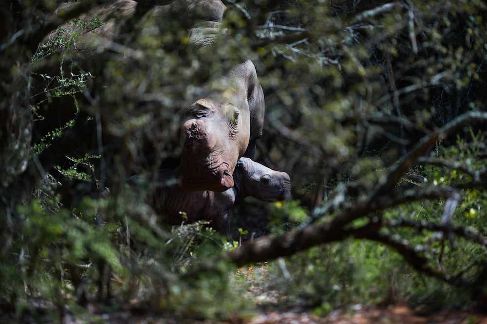 Thandi Calf 21 Jan As2 1000