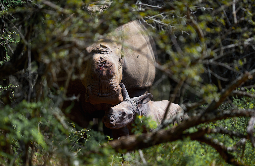 Thandi Calf 21 Jan As 1000