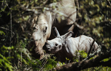 Thandi-calf-Jan2015-GaryVanWyk1000.jpg