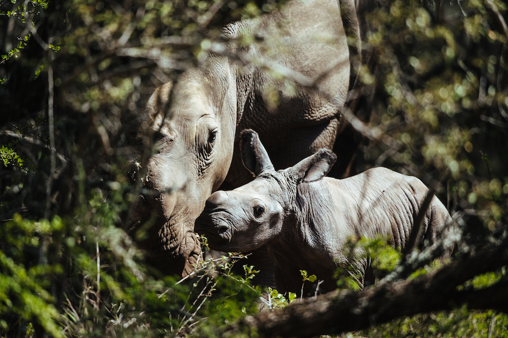 Thandi Calf Jan2015 Gary Van Wyk1000