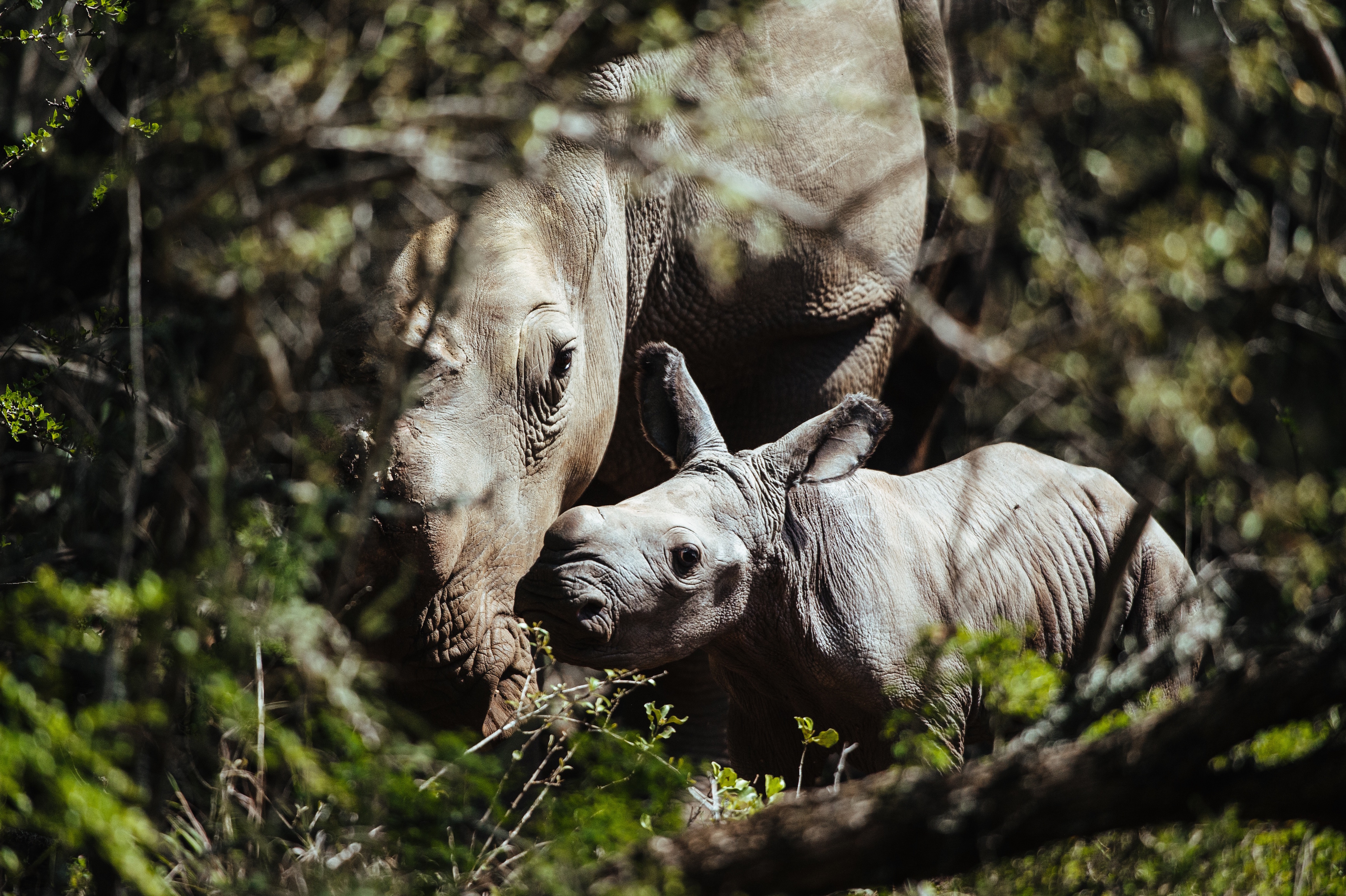 Baby Wild Rhino on South African Safari