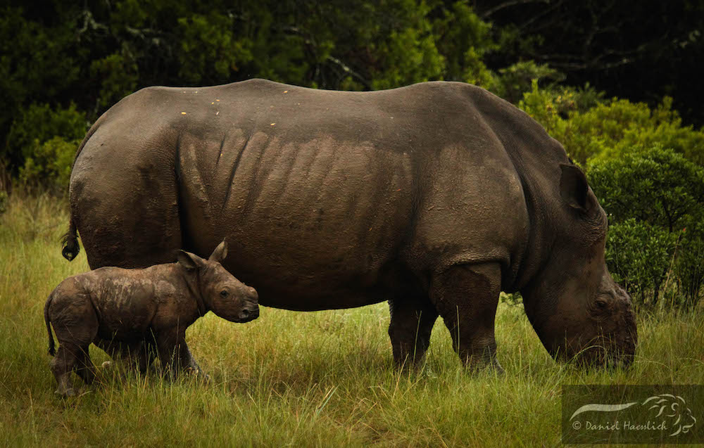 Thandi Calf Kariega 27 Jan2015 Dh