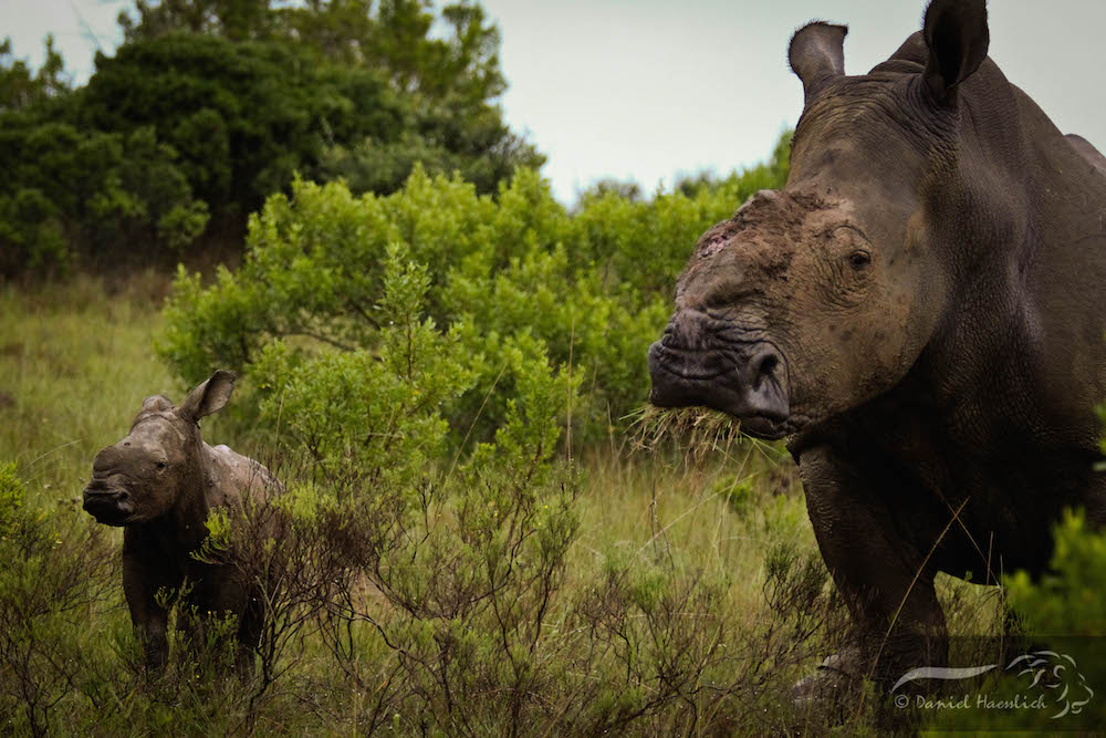 Thandi Calf2 Kariega 27 Jan2015 Dh