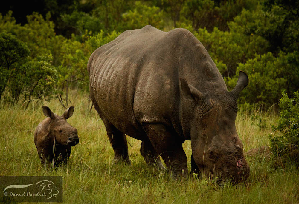 Thandi Rhino Kariega Calf Grazing 27 Jan2015 Dh