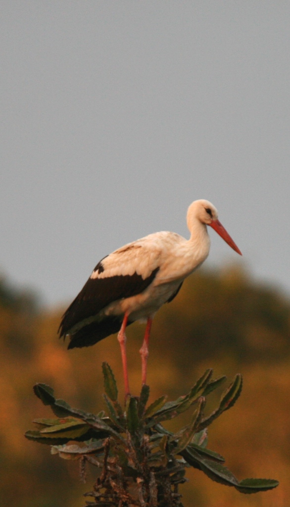 Kariega White Stork Jone Fick Jan2015