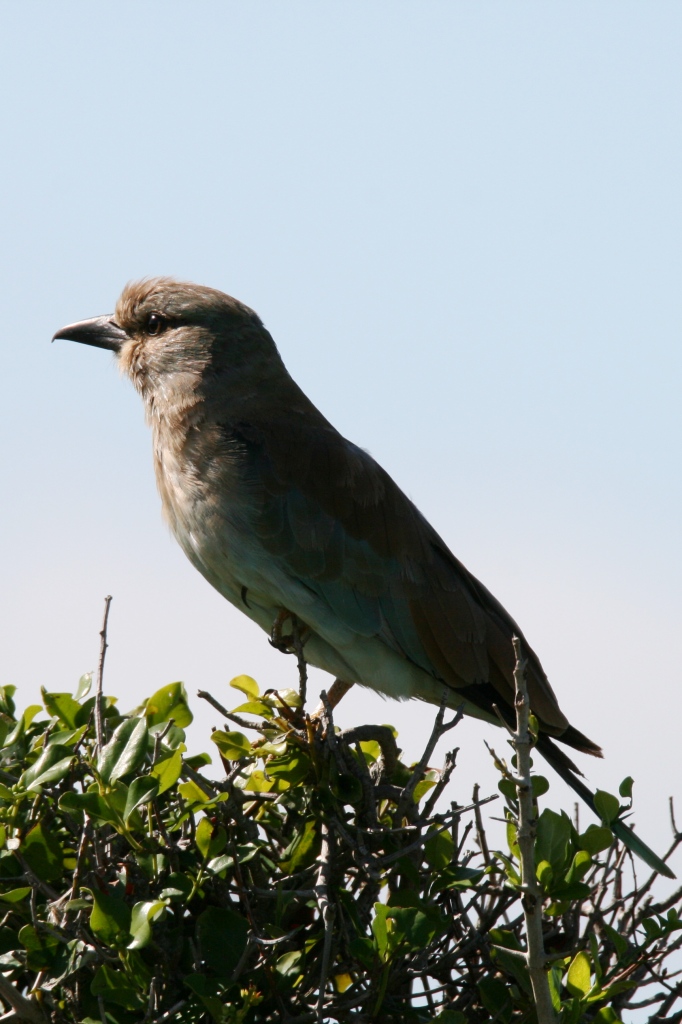 Kariega European Roller Jone Fick Jan2015