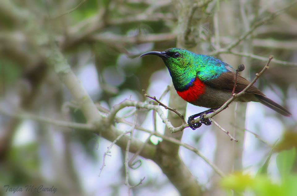 Kareiga Southern Double Collared Sunbird Tayla Jane Mc Curdy Dec2014