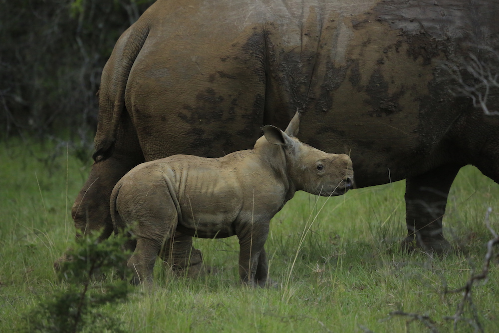 Thandi Calf Kariega P Mills 7 Feb2015