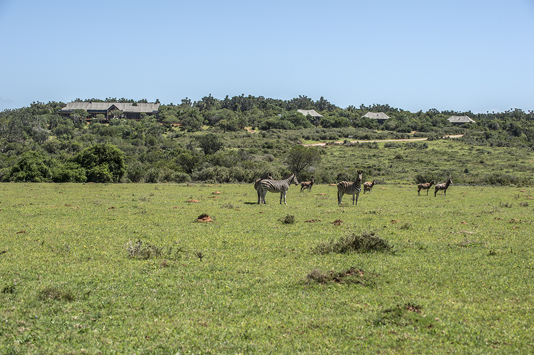 Settlers Drift Zebra1