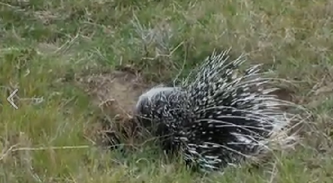 A Prickly Porcupine at Kariega