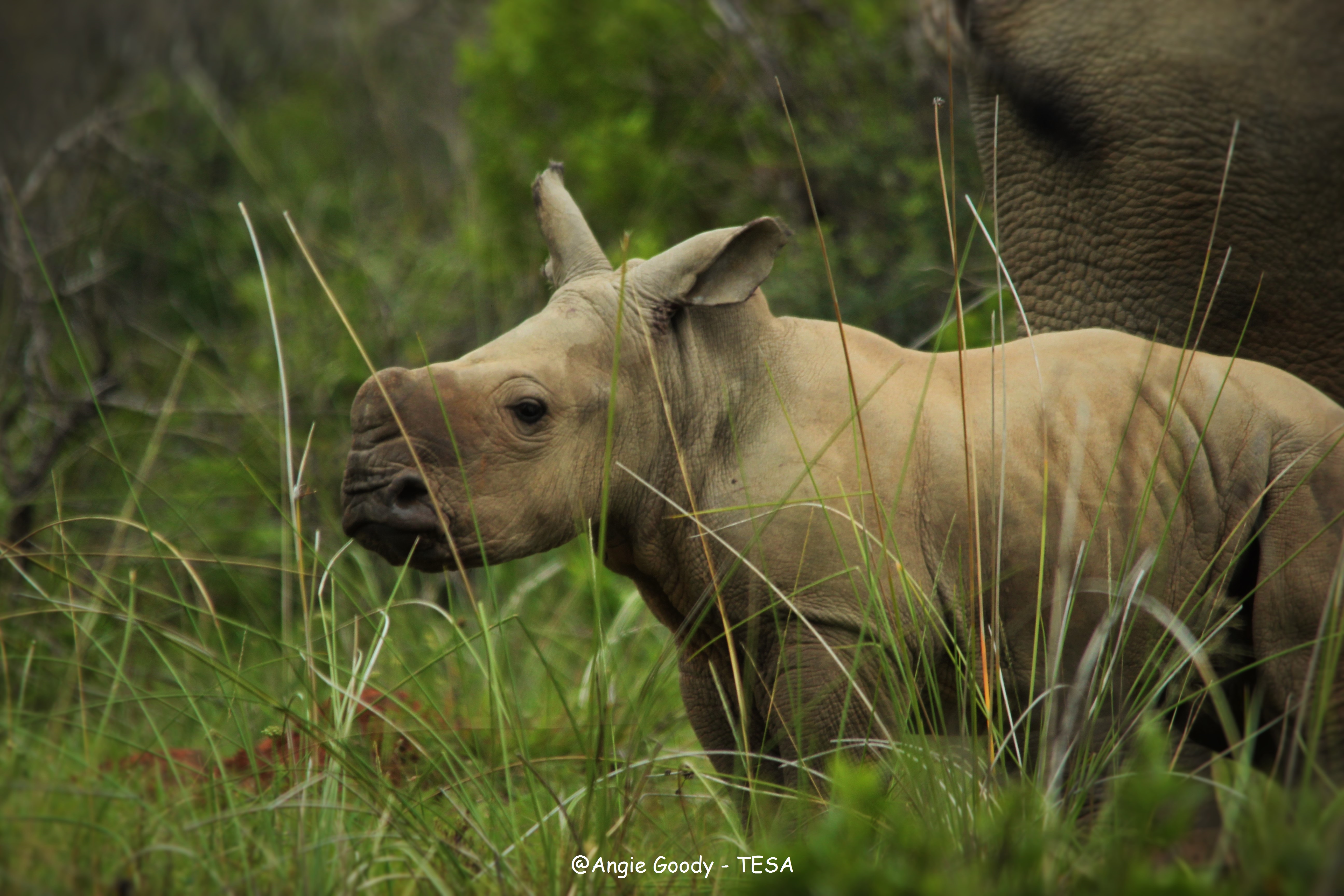 Kariega Calf Angie Goody Feb2015