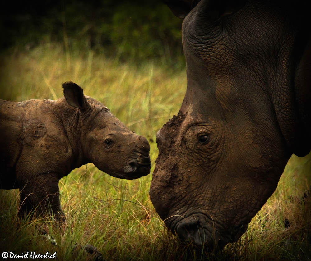 Kariega Thandi Rhino Thembi 2 March2015 Dh 1