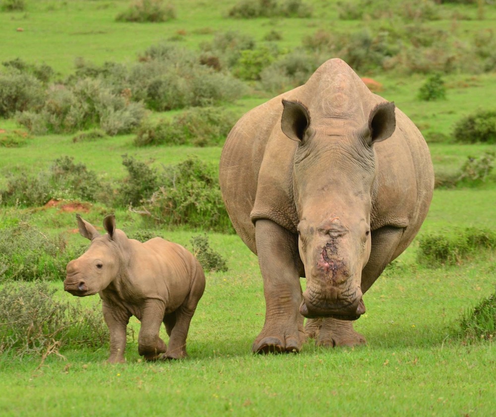 Rhino Poaching Survivor Thandi and Calf Thembi