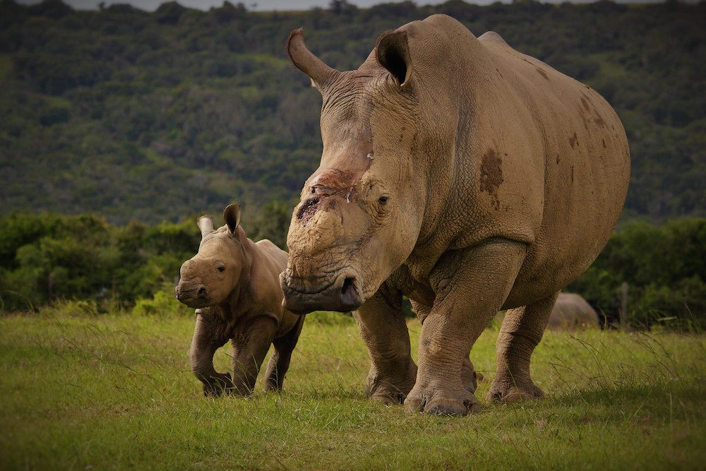 Kariega Thandi Calf 2 March15 Ag