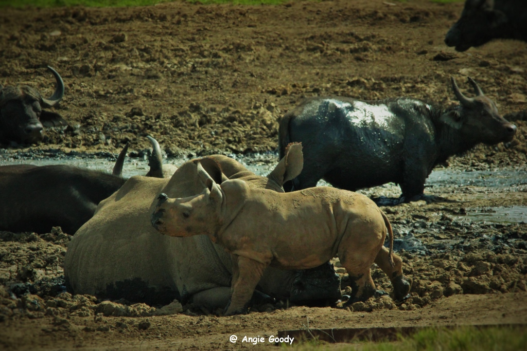 Kariega Thembi rhino calf April2015 Angie Goody