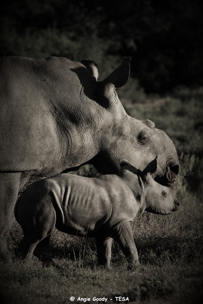 Kariega Thembi rhino calf April2015 Angie Goody
