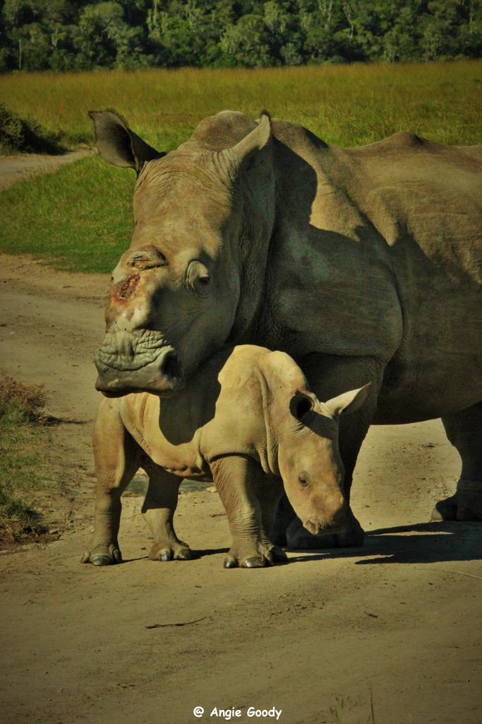 Kariega Thembi rhino April2015 Angie Goody