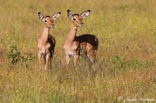 Kariega-Impala-JacquesMatthysens-Oct14.jpg
