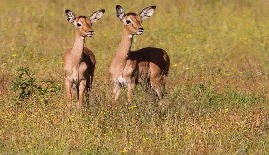 Kariega-Impala-JacquesMatthysens-Oct14.jpg