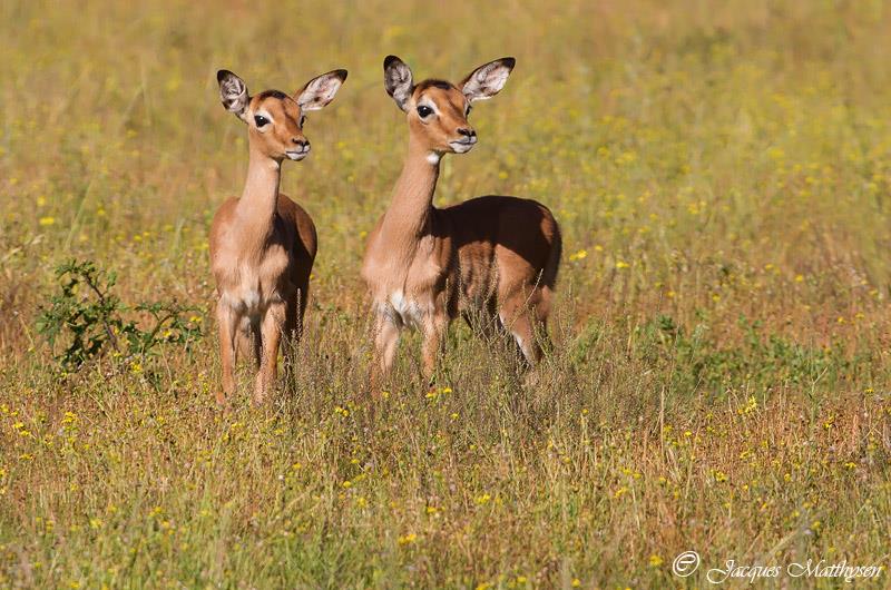Baby Wild Impala on South African Safari